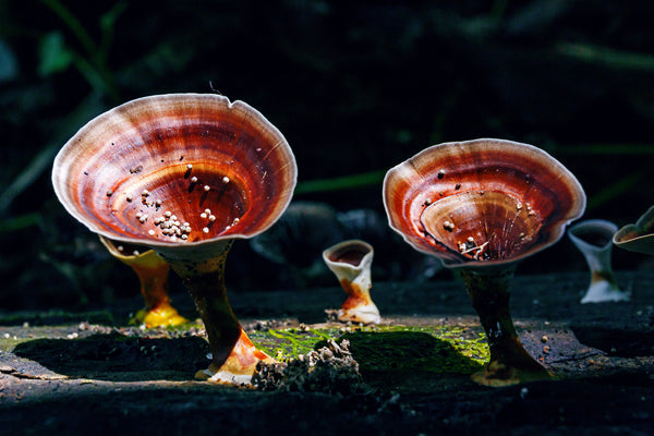 甘諾德瑪 / 瑞西蘑菇， 當今免疫健康的古代超級食物答案