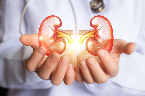 HEALTHY KIDNEYS = STRONG IMMUNITY: What You Need to Know About Your Kidneys and Your Immune System